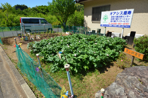 野菜畑